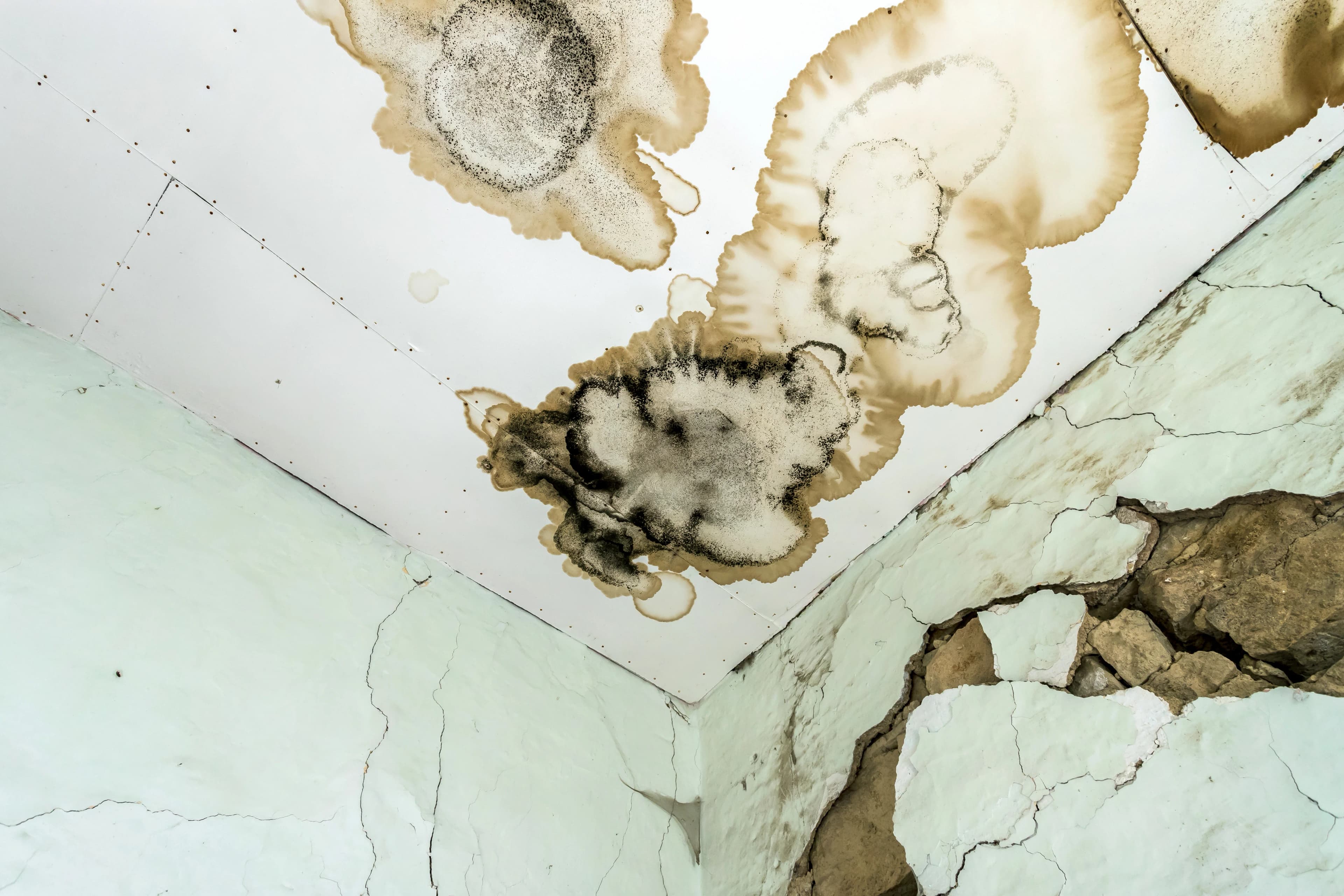 Ceiling Mold and Water Stains from Roof Leak