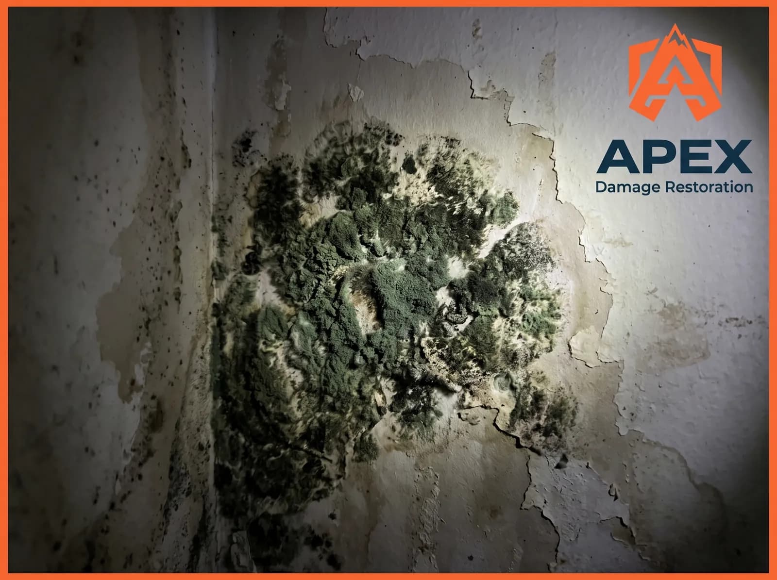 Wall Mold Growth Damage