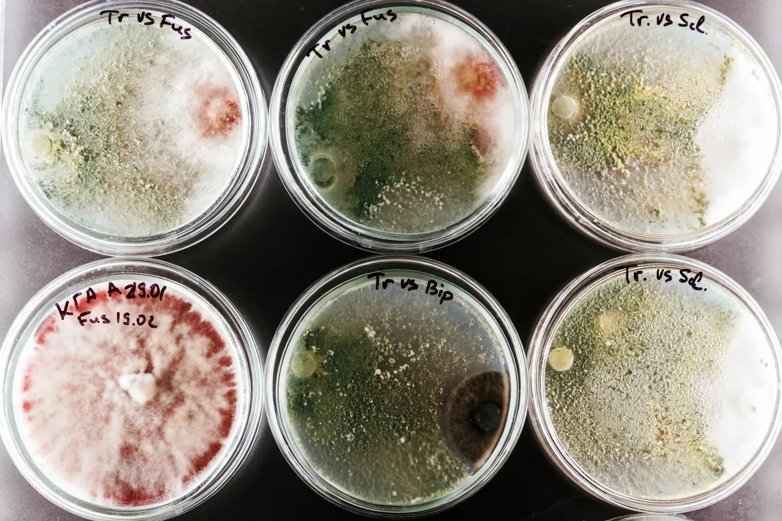 all types of mold