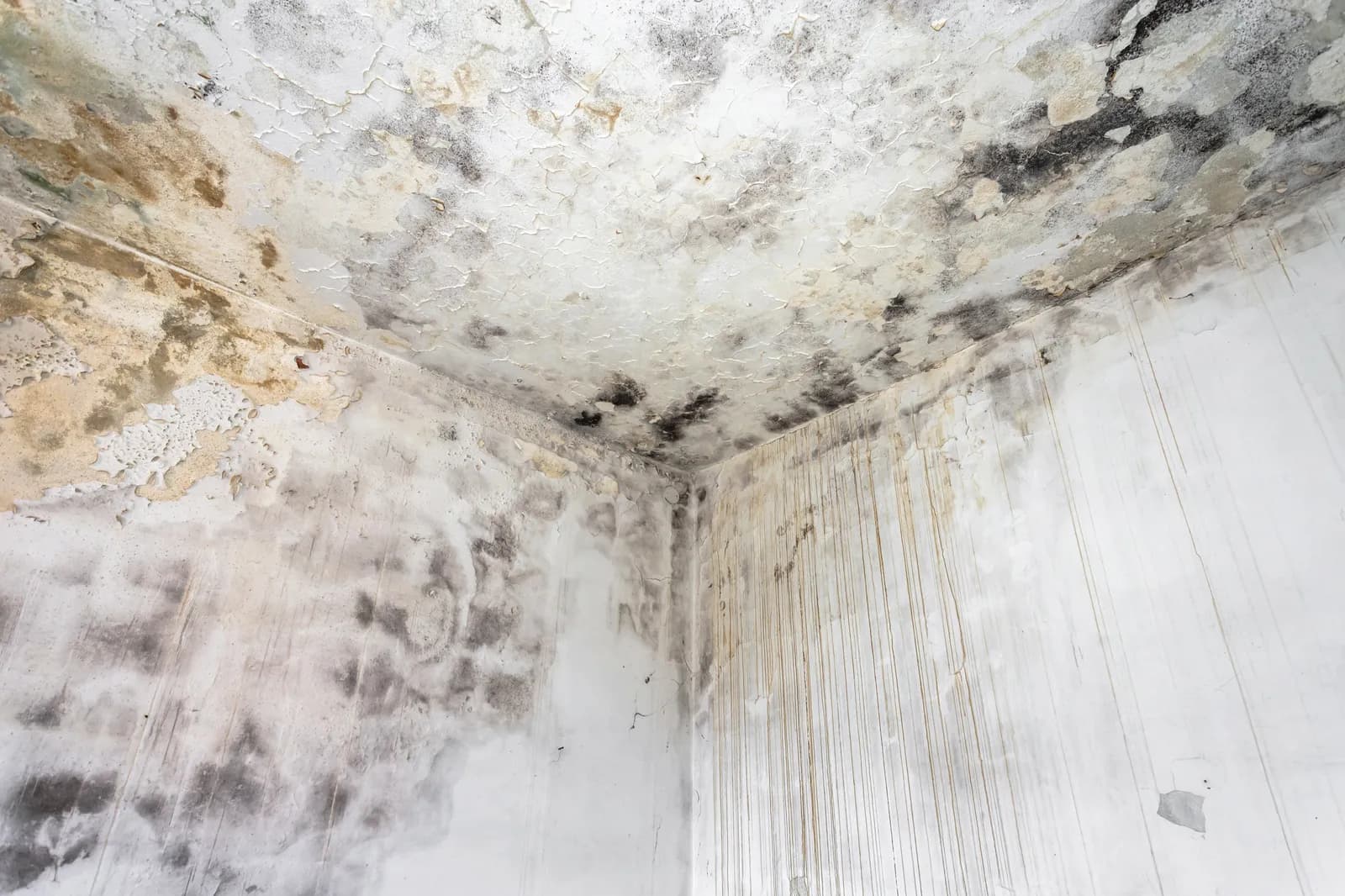 mold on ceiling spotted