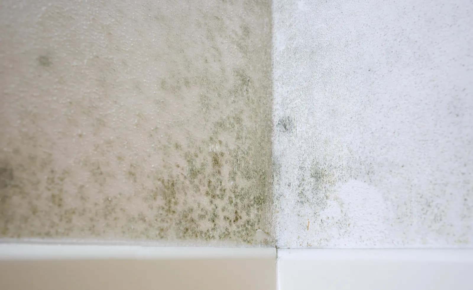mold on wall
