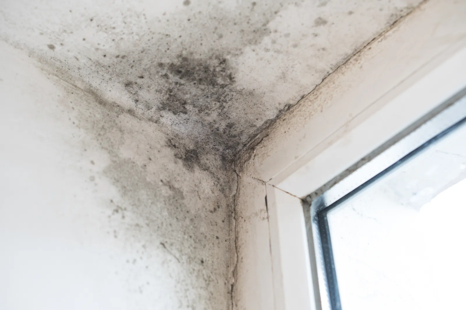 black mold