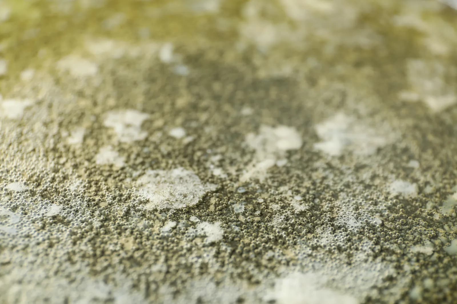 green mold