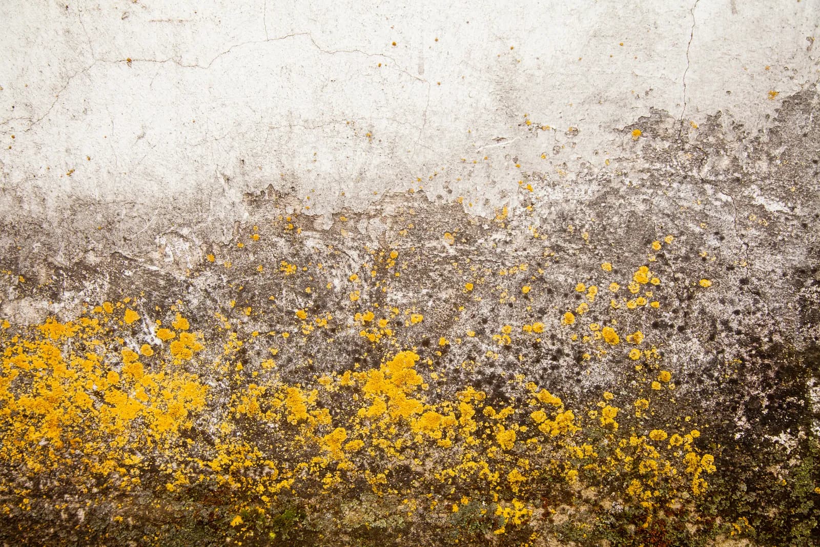 yellow mold