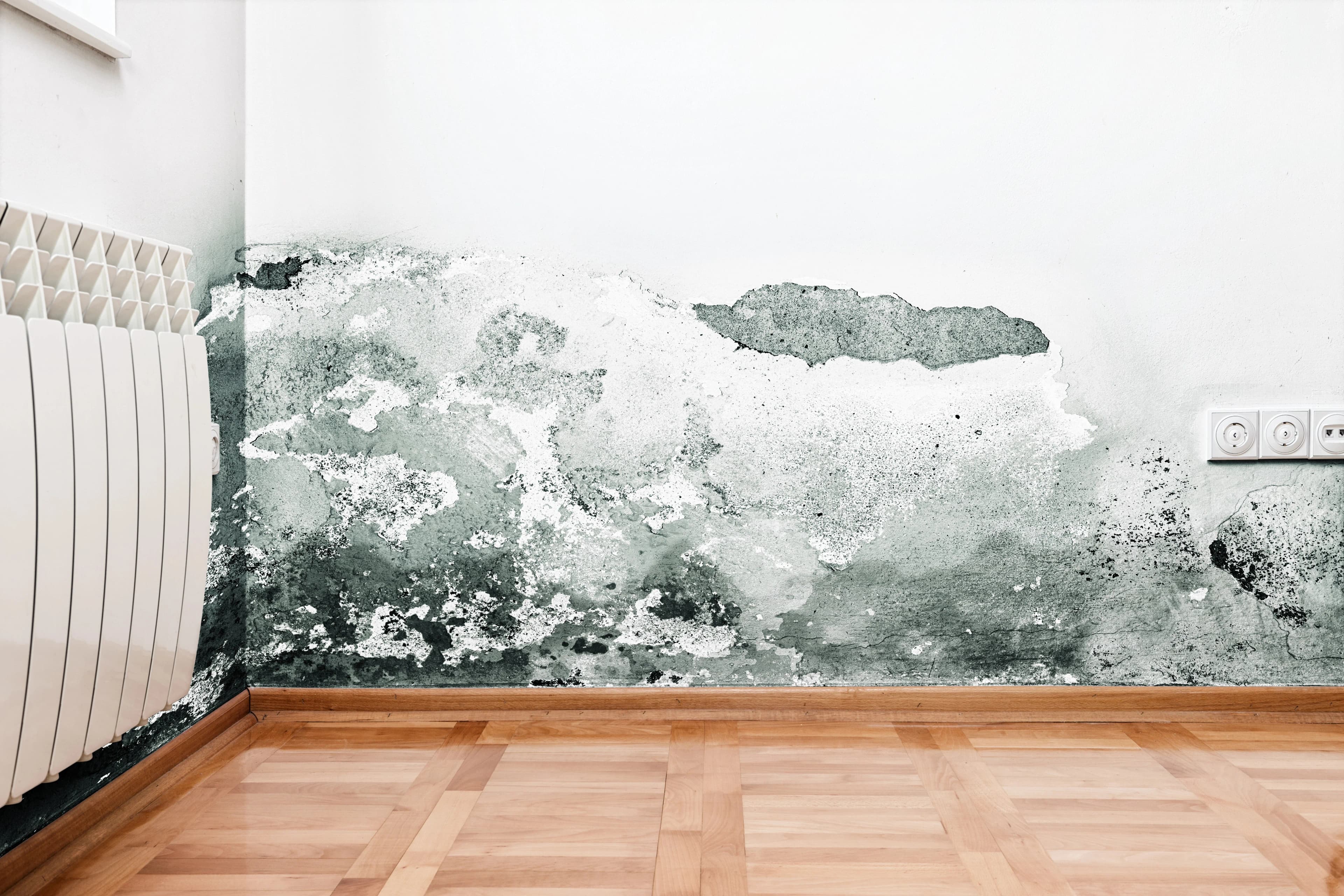 Wall Mold Growth Damage