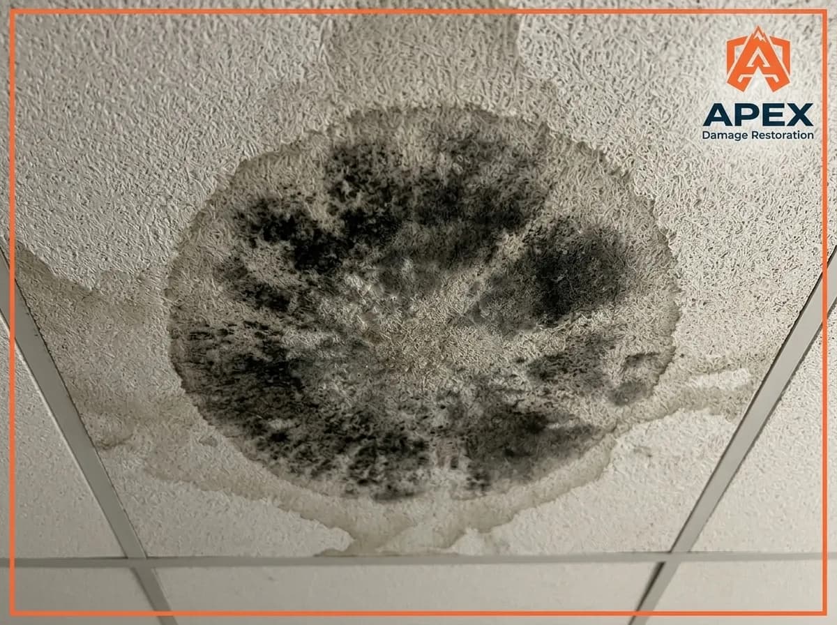 black mold growth on ceiling
