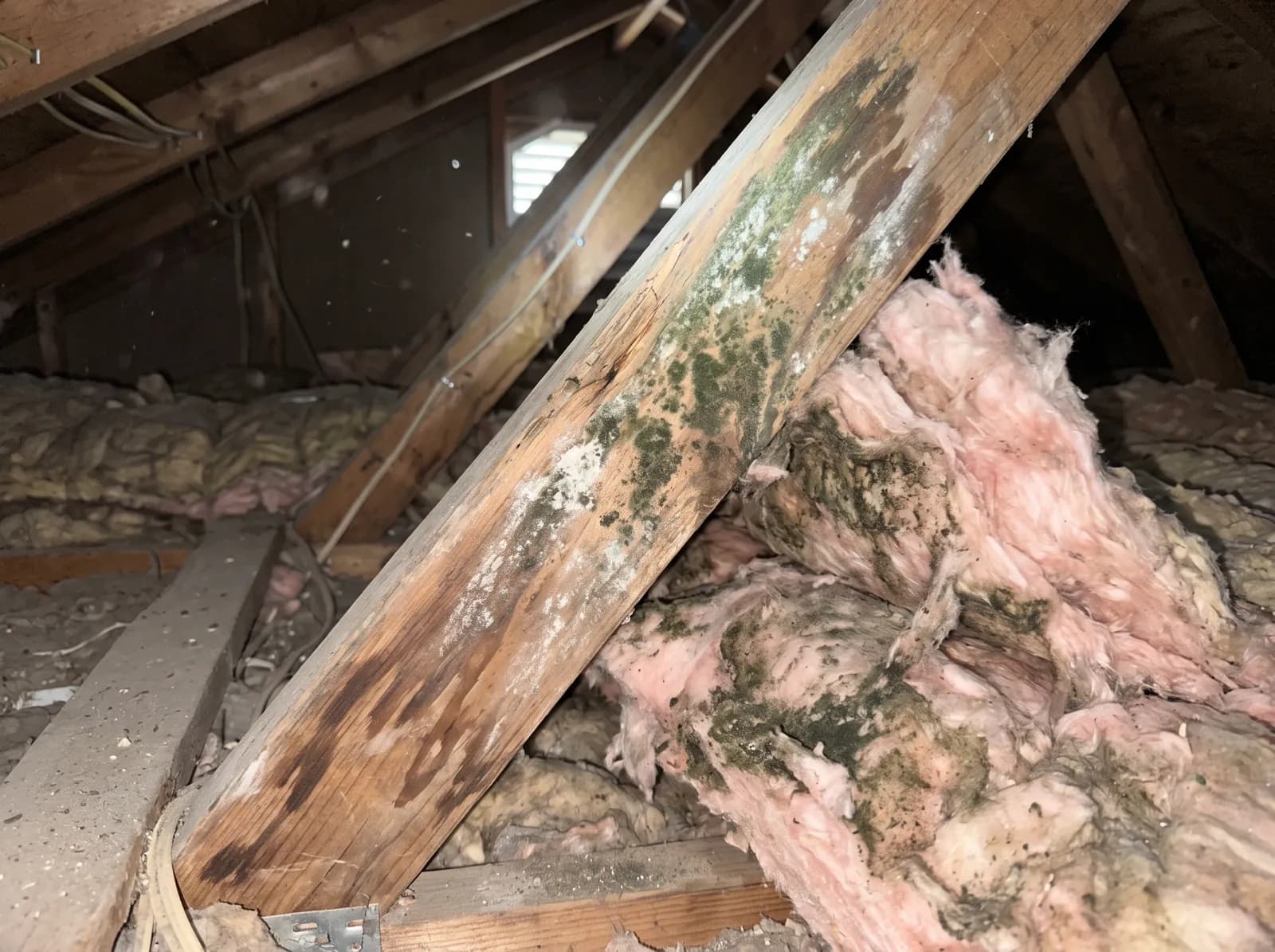 Attic Insulation Mold Growth