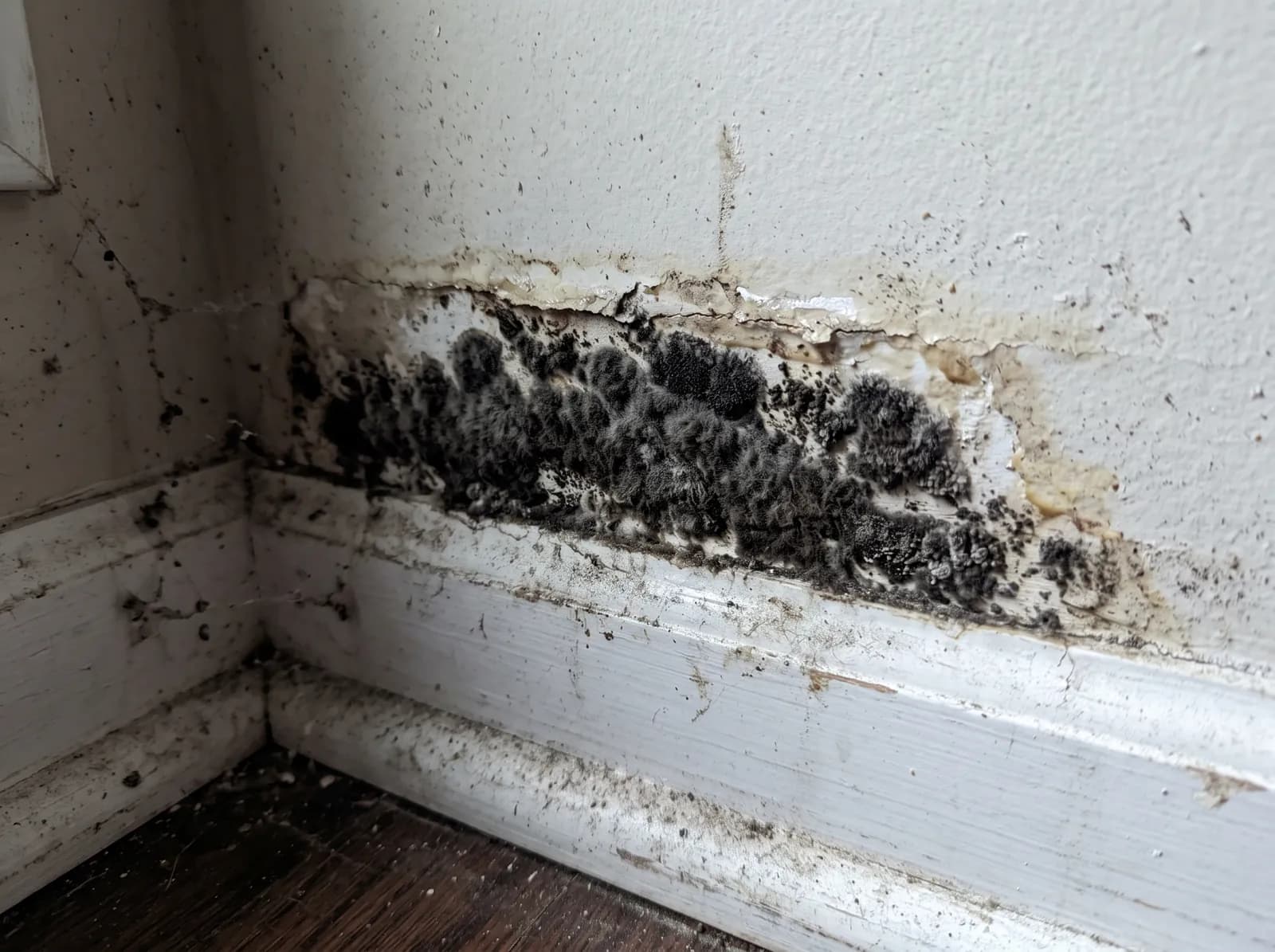 Baseboard Wall Mold Damage