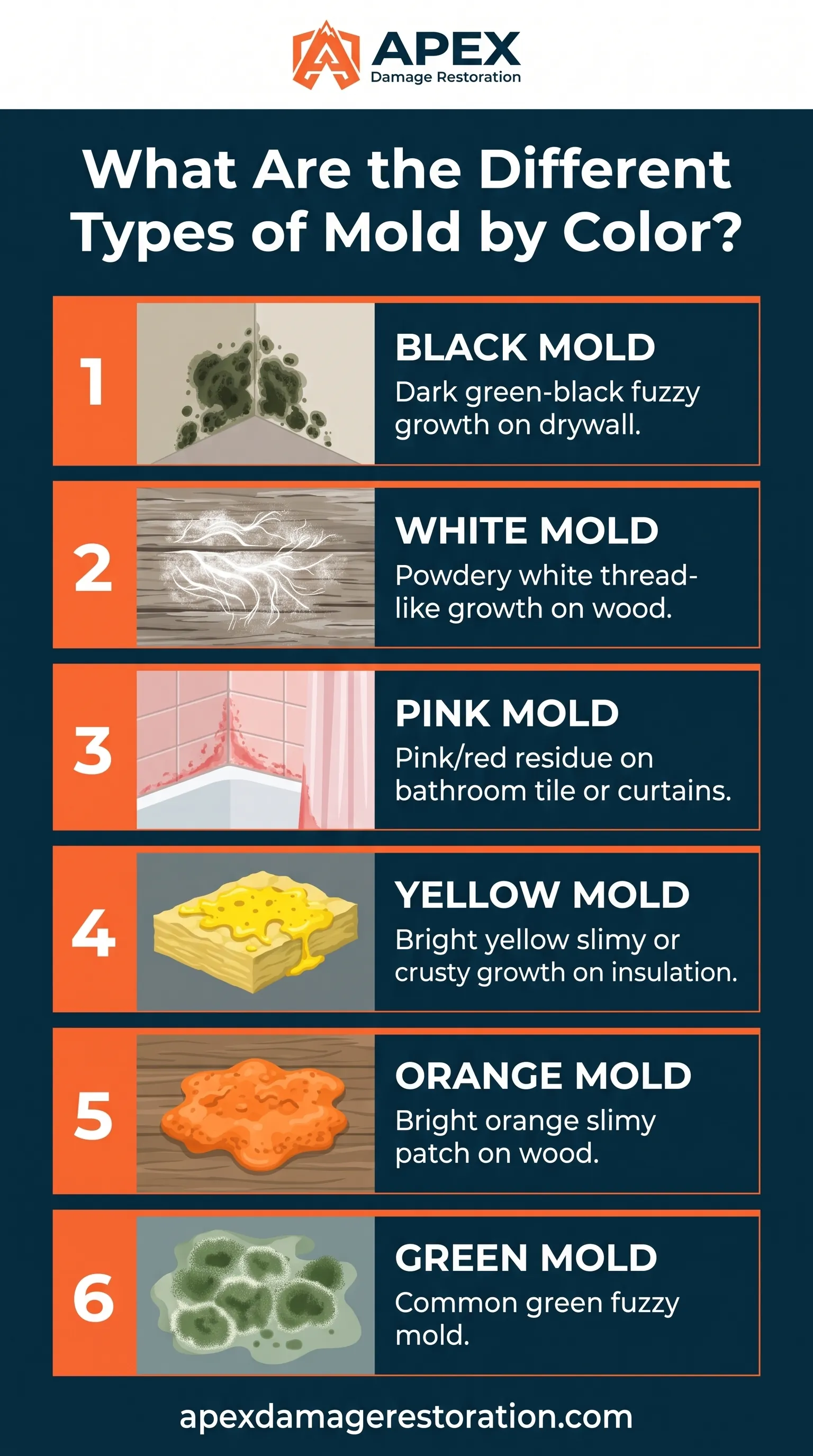 Types Of Mold By Color Infographic