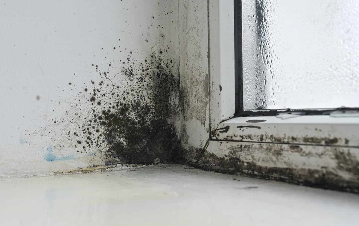 Mold and Moisture Damage Near a Window in Aurora CO